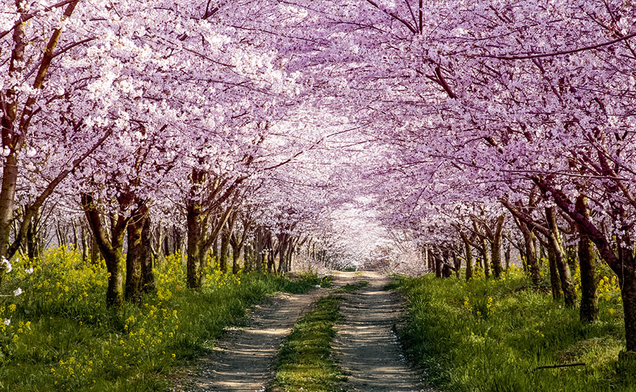 櫻花嫵媚多姿，繁花似錦，為重要觀賞之花木。